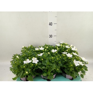 Campanula isoph. 'Atlanta White'