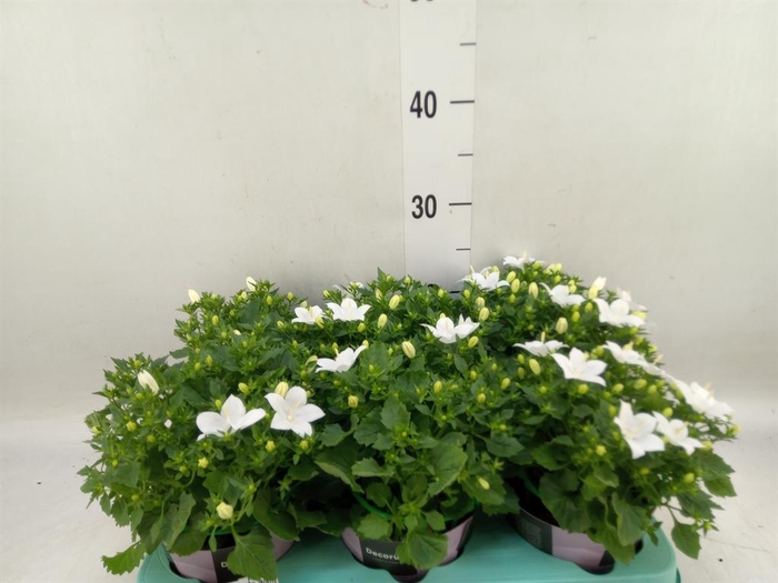 <h4>Campanula isoph. 'Atlanta White'</h4>