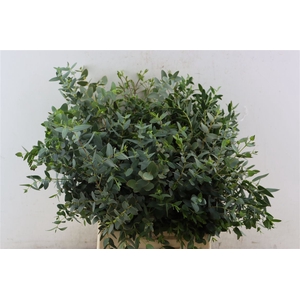 Euca Parvifolia Short 150gr P Bunch S A
