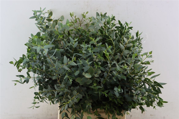 <h4>Euca Parvifolia Short 150gr P Bunch S A</h4>