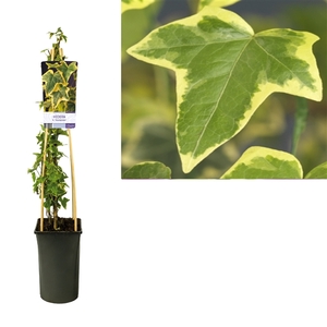 Hedera h. 'Goldchild' +light label