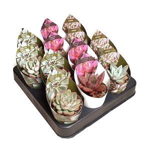 ECHEVERIA MIX FAMILY IN A ROW - POT Ø 6,5 - TRAY 12 PCS (SUCCULENTEN)