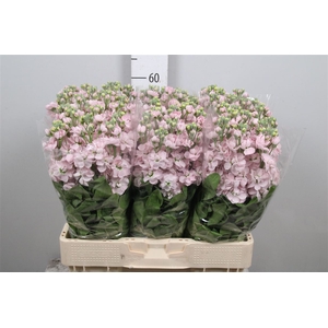 Matth Milla Light Pink