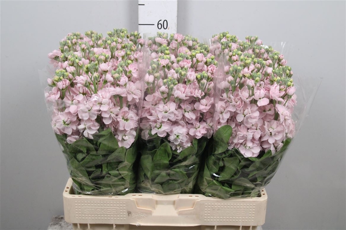 <h4>Matth Milla Light Pink</h4>