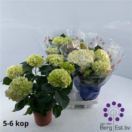 <h4>Hydr M Sax Bri White 5-6+++</h4>