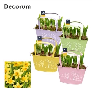 Narcis Hl12767 Colourful Basket