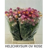 Helichrysum Roze