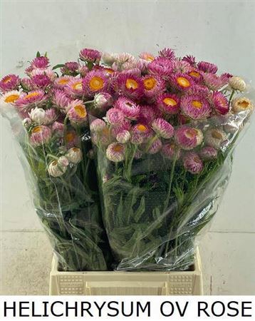 Helichrysum Roze