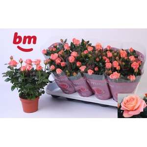 ROSA CANDY BEAU MONDE P12