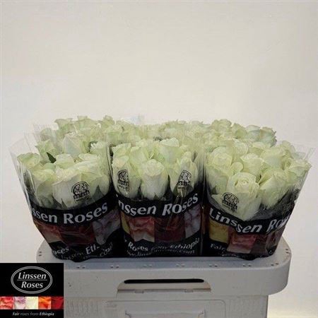 <h4>Rosa Gr Snowstorm</h4>