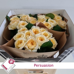 R GR PERSUASION