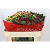 Hypericum Rainbow Romance Spray