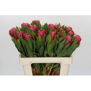 Protea Brenda