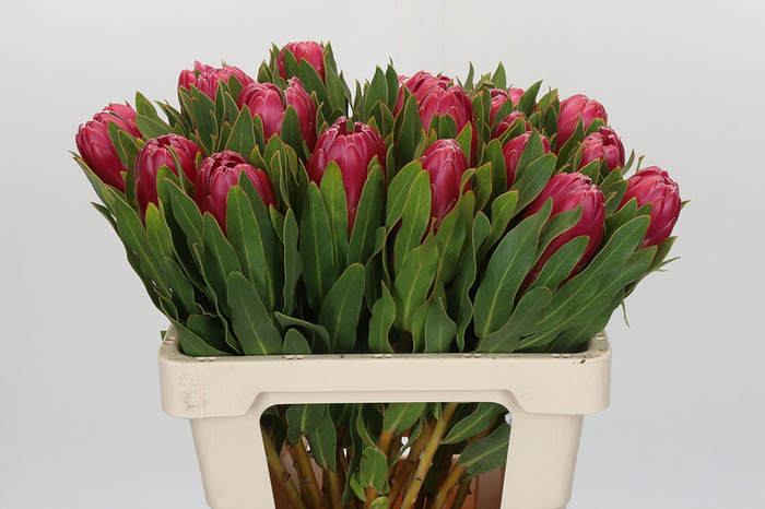 Protea Brenda