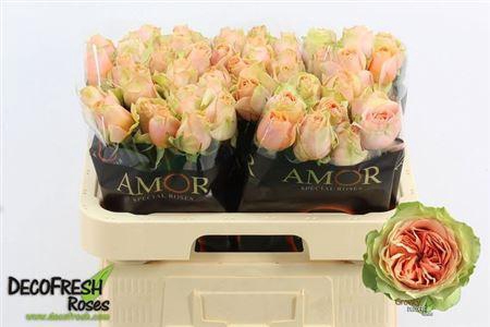 <h4>R Gr Gravity</h4>