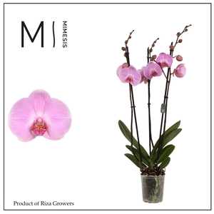 Mimesis Phal. Elion - 3 spike 12cm