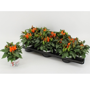 Capsicum annuum 'Favorit Orange'