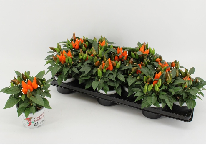 Capsicum annuum 'Favorit Orange'