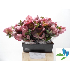 HELLEBORUS PENNYS PINK