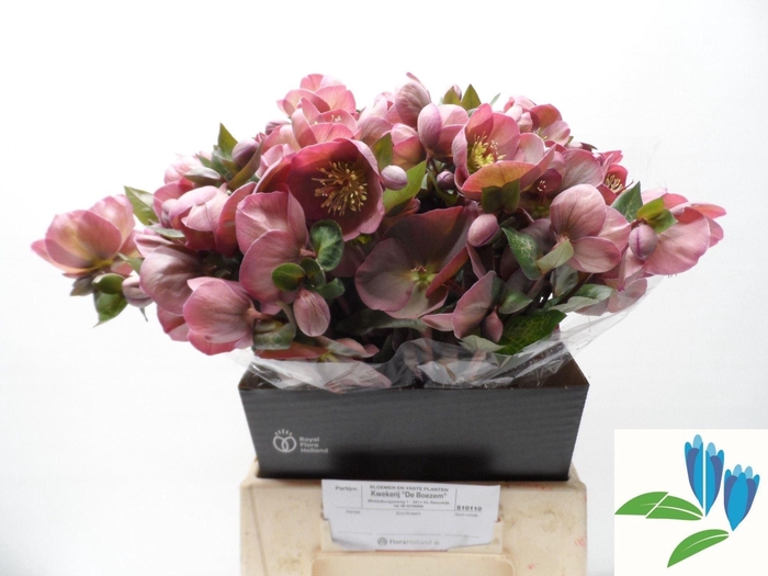 <h4>HELLEBORUS PENNYS PINK</h4>