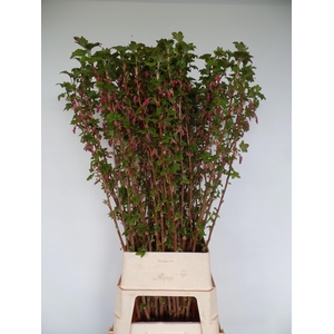 Ribes sanguineum 'King Edward VII'