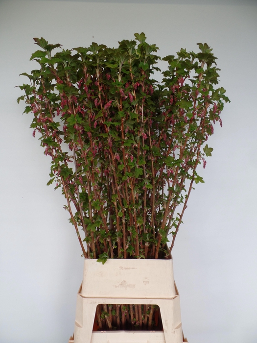<h4>Ribes sanguineum 'King Edward VII'</h4>