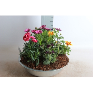 ARR TUINPLANTEN