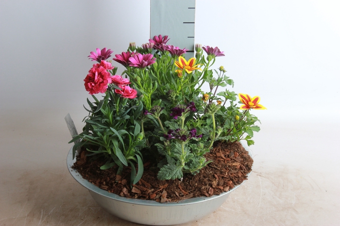 <h4>ARR TUINPLANTEN</h4>