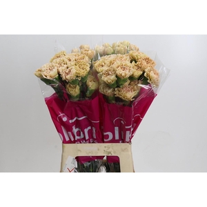 Dianthus St Lege Marrone