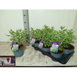 PEROVSKIA BLUE SPIRE