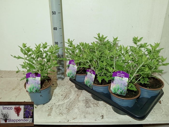 <h4>PEROVSKIA BLUE SPIRE</h4>