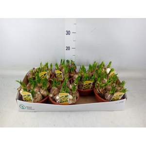 Narcissus  'Tete a tete'