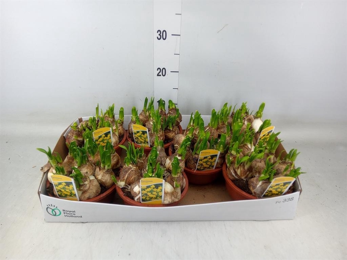 <h4>Narcissus  'Tete a tete'</h4>