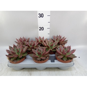 Echeveria   ...