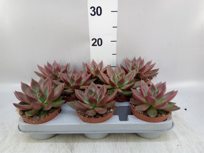 <h4>Echeveria ...</h4>