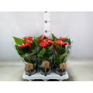Anthurium andr. 'Esudo'