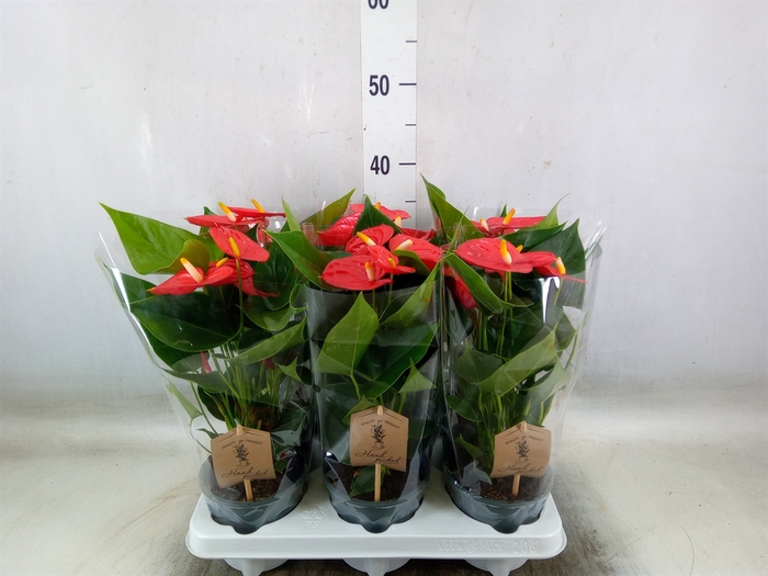 <h4>Anthurium andr. 'Esudo'</h4>