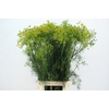 ANET GRAVEOLENS XL