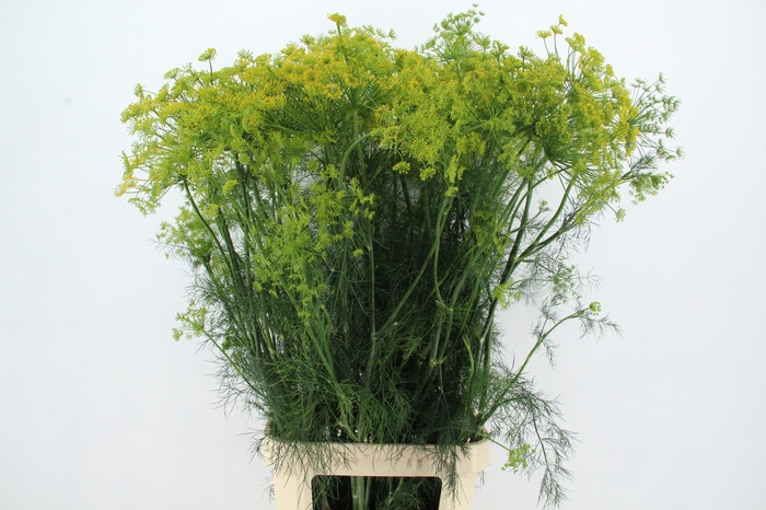 ANET GRAVEOLENS XL