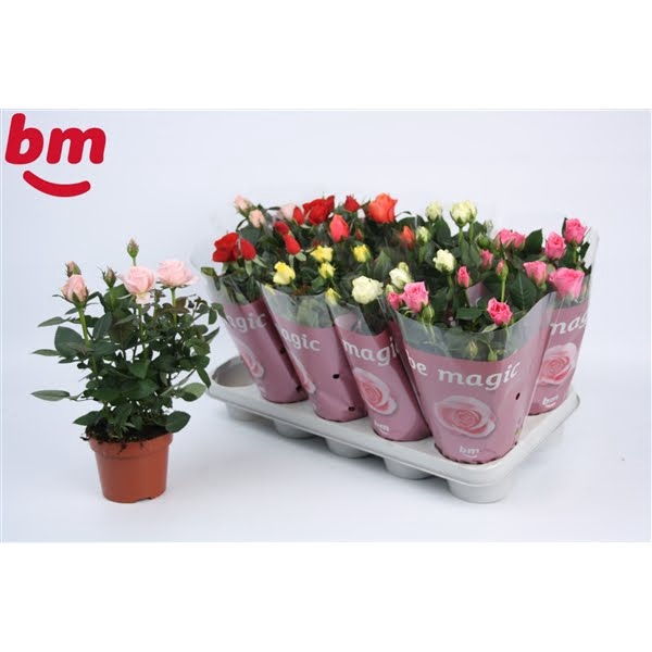 <h4>Rosa Beau Monde gemengd 12 cm</h4>