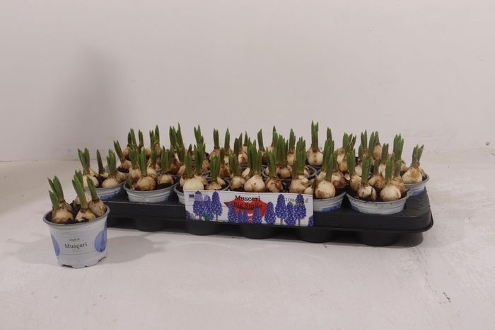 <h4>MUSCAR BIG SMILE</h4>