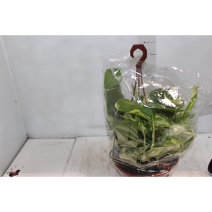 JIBOIA BRANCO PEND C21 PENDENTE