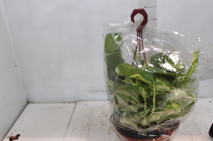 <h4>JIBOIA BRANCO PEND C21 PENDENTE</h4>