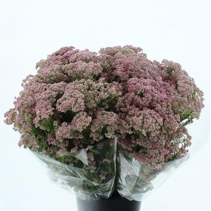 <h4>Ozoth Cooks Hot Pink 200 Gram</h4>