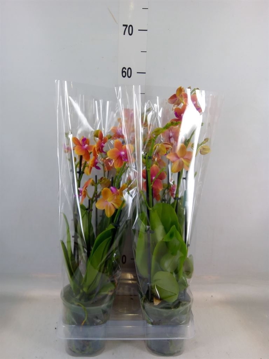 <h4>Phalaenopsis multi. 'Ant Bolgheri'</h4>