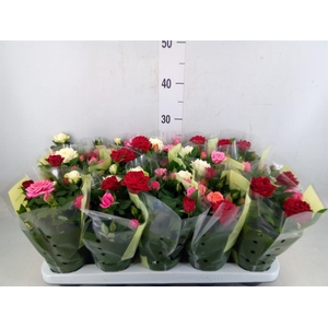 Rosa  'Kordana'   ...mix op pot