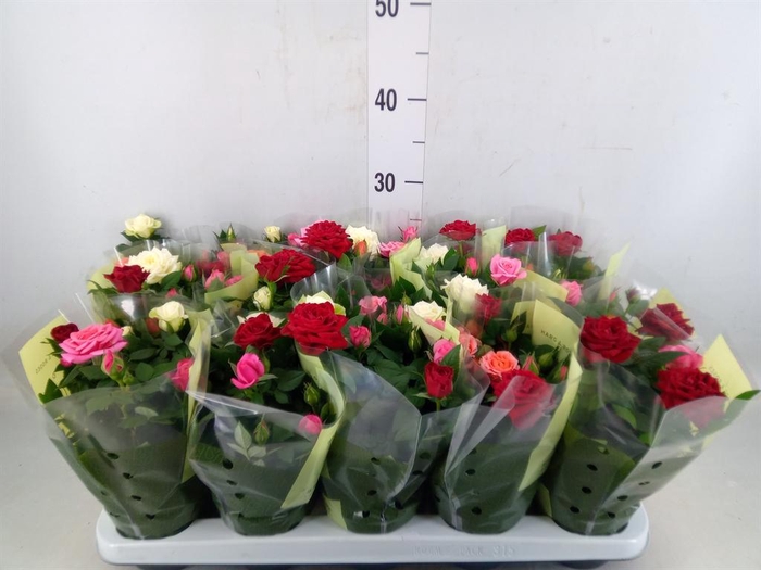 <h4>Rosa  'Kordana'   ...mix op pot</h4>