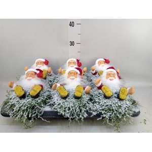 Soleirolia soleirolii   ...green