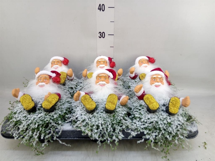 <h4>Soleirolia soleirolii   ...green</h4>