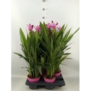 Curcuma alism. 'Siam Splash'